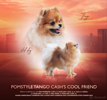 Pomeranian Fci s PP steniatka - 2