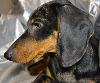 ❗Krásny trpasliči merle 🐕jazvečík🐕chlapec♂️ - 2