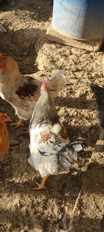 Predám mladých kohutau - 2