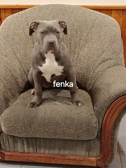 American Bully  XL,XXL - 2