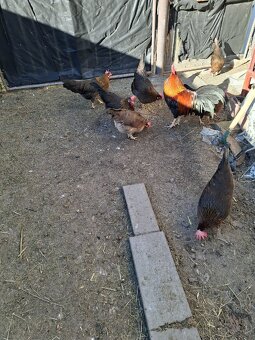 NV brakelky,vlašky,black star - 2