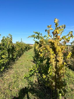 Prenájom vinohradu – Štefanová - 2