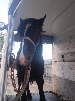 Preprava zvierat - 2