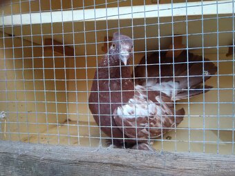 Holuby indické páviky - 2