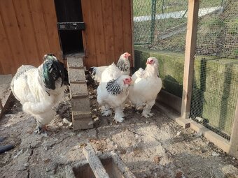 Nasadove vajíčka Brahmanky - 2