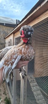 Nasadove vajíčka - 2