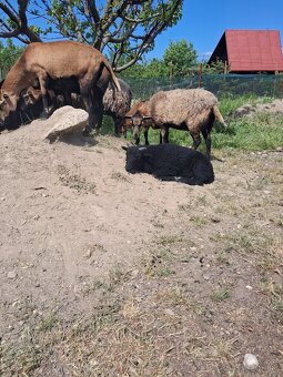 Predam kamerunskeho barana, ovecky a jahnata - 2