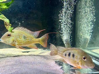 Geophagus abalios - 2