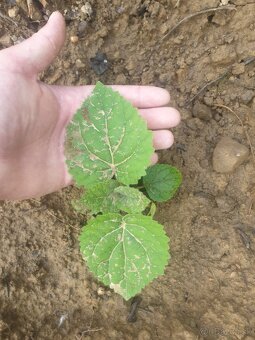 Paulownia - 2