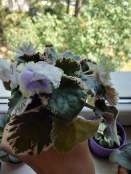 Africká fialka panašovana (Saintpaulia variegata) Valéria - 2