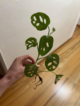 Monstera adansonii - 2