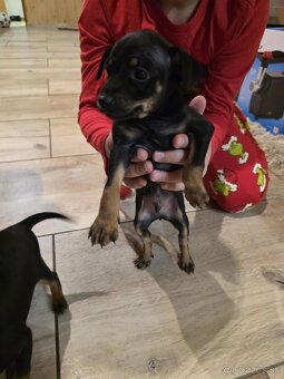 Predám 5-týždňové rozkošné šteniatko ratlíka-psika - 2