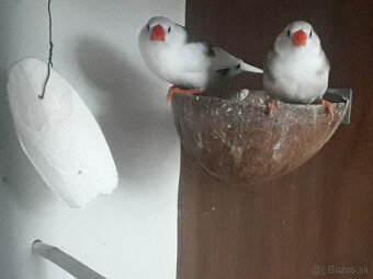 predám pekné andulky a zebričky - 2