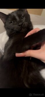 DARUJEM MAČIATKO - 2