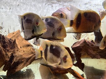 Uaru fernandezypezi - 2