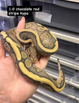 Python regius - 2