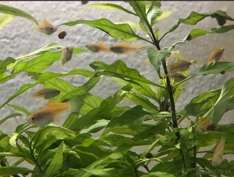 Mečúň mexický var. Neon Berlin (Xiphophorus Hellerii) - 2