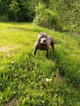 Americky pitbullterier - 2