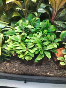 Akvariova rastlina Bucephalandra sp. Kualakuayan 1 - 2