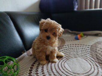 Maltipoo - 2