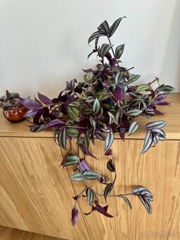Predám izbové rastliny Tradescantia zebrina - 2