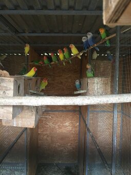 agapornis ružovohrdlý - 2