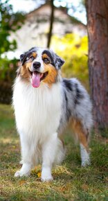 Australsky ovciak - Krytie, PP - 2