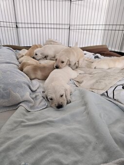 Predaj / Rezervácia šteniatok Zlatého retrievera - 2