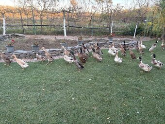 Predám campbell kačice - 2