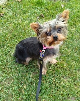 Predám ročnú fenku Yorkshire teriér - 2