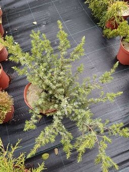 Predám prebytky rastlín borievka schlager - 2