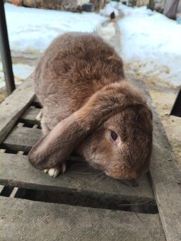 Francúzsky baran - 2