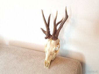 Parohy parožie trofej - 2