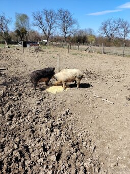 mangalica - 2