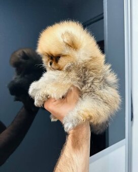 Pomeranian mini Boo - 2