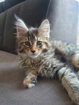 MAINE COON - 2