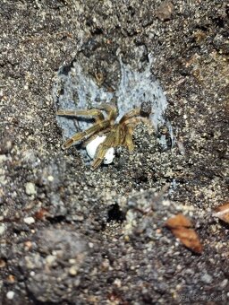 Neoholothele fasciaaurinigra - 2