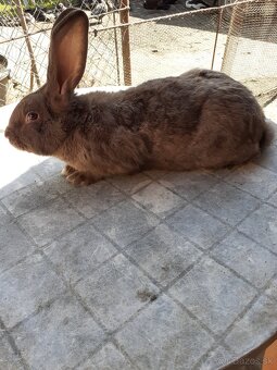 Preda 5 mesačných zajacov križencov NOS na dalši chov . - 2