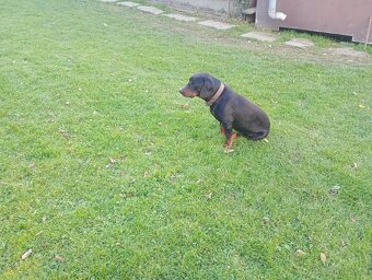 Slovenský kopov - 2