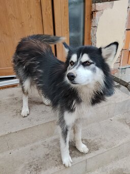 Darujem fenku Husky - 2