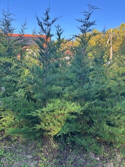 Cyprustek leylandsky - 2