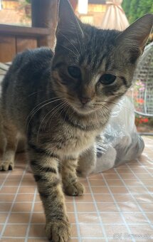 Darujem maciatko - 2