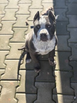 Americký stafford - 2