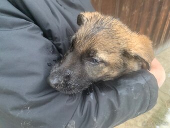 Nemecký ovčiak šteniatka - 2