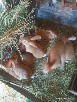 burgunsky kralik - 2