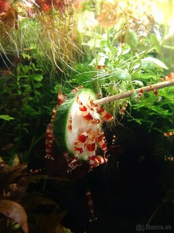 Krevety Caridina Crystal Red +Neocaridina Red rili - 2