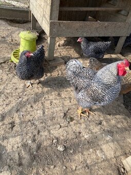 Oravka pásikavá - 2