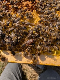 Predám včely - 2