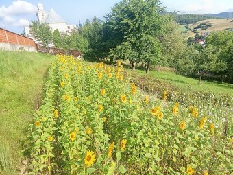 Slnečnica 🌻 - 2