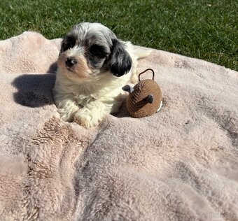 Maltipoo, pudel, maltezky psik - 2